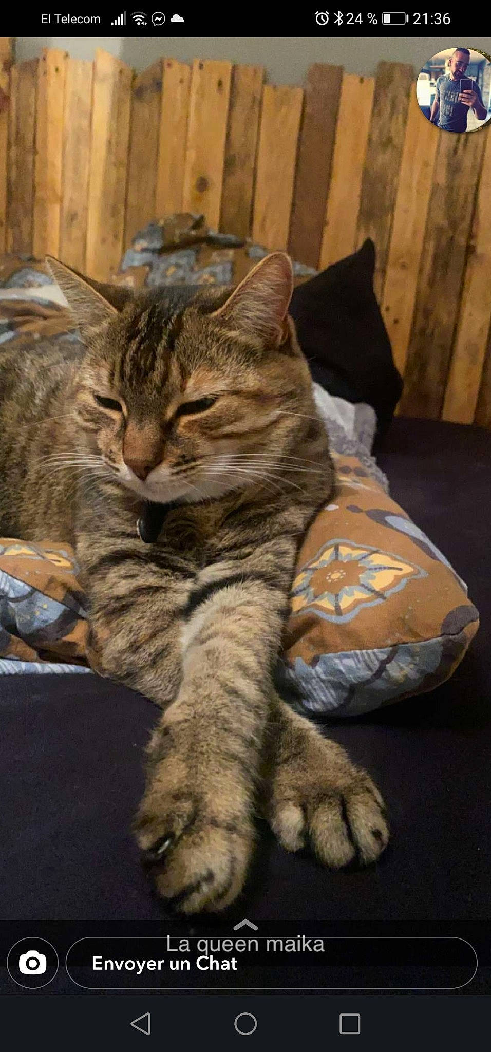 Maïka participe au concours pour gagner de l'argent avec cette photo : carnivore, cat, claw, comfort, domestic_short_haired_cat, felidae, fur, mammal, paw, pillow, sitting, small_to_medium_sized_cats, snout, tail, terrestrial_animal, throw_pillow, whiskers