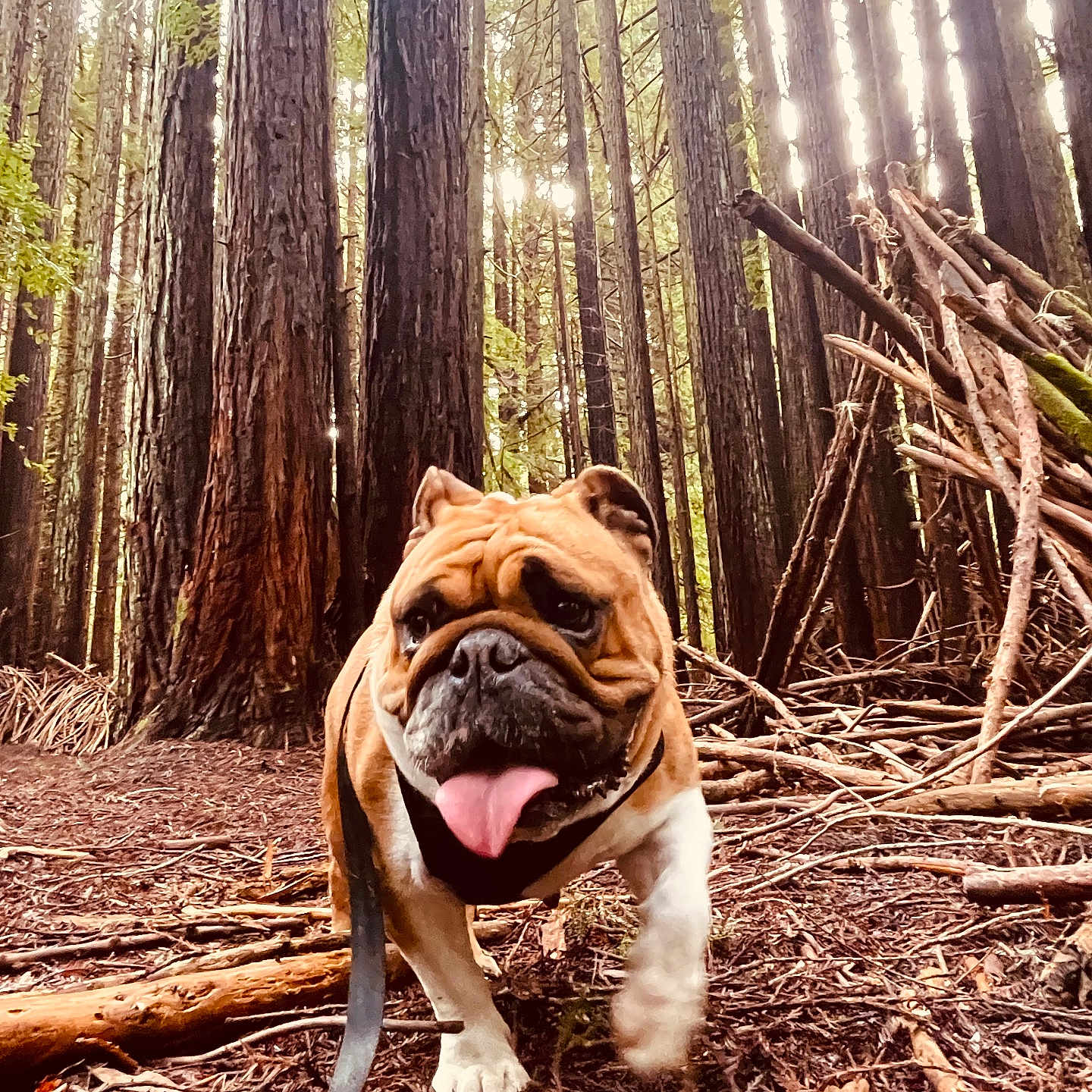 Beaux is registered to the contest to win money with this photo: adventure, animal, bulldog, canine, daylight, dog, forest, leash, leaves, nature, outdoor, pet, playful, tongue_out, trail, trees, twigs, walking, wood, woods