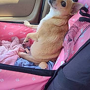 Little Bit is registered to the contest to win money with this photo: dog, pet, car, car_interior, pink, blanket, seat_cover, small_dog, chihuahua, looking_back, cute, relaxed, window, greenery, sunlight, furry, ears, tail, animal, cozy