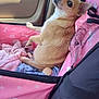 dog, pet, car, car_interior, pink, blanket, seat_cover, small_dog, chihuahua, looking_back, cute, relaxed, window, greenery, sunlight, furry, ears, tail, animal, cozy