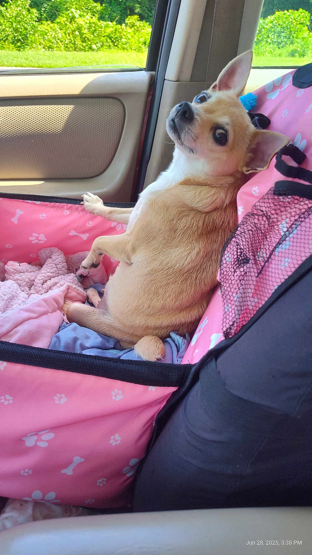 Little Bit is registered to the contest to win money with this photo: dog, pet, car, car_interior, pink, blanket, seat_cover, small_dog, chihuahua, looking_back, cute, relaxed, window, greenery, sunlight, furry, ears, tail, animal, cozy