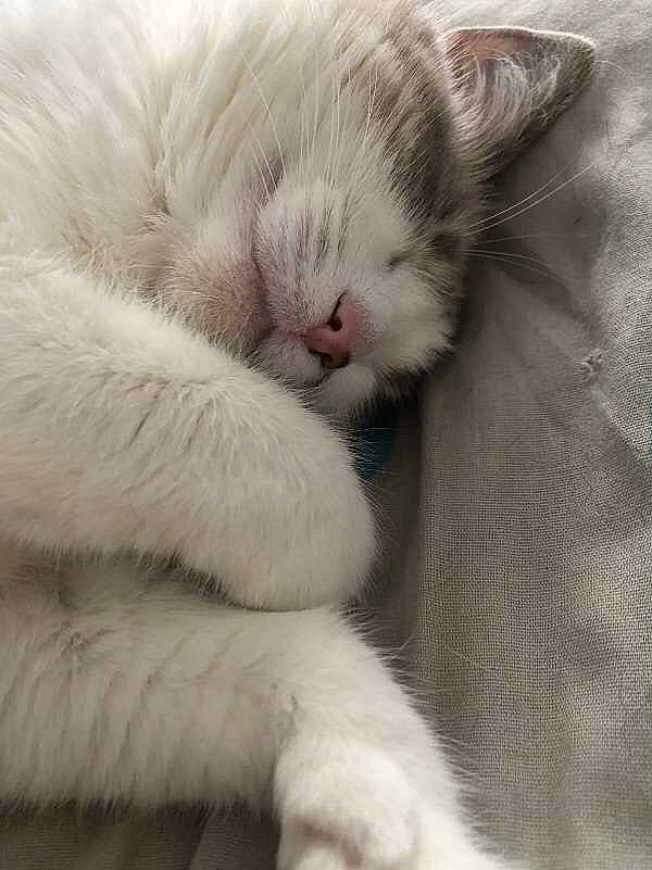 Câline a rejoint le concours — aidez-le/la à gagner de superbes lots ! carnivore, cat, claw, close_up, comfort, domestic_short_haired_cat, fawn, felidae, fur, nap, paw, sleep, small_to_medium_sized_cats, tail, terrestrial_animal, whiskers
