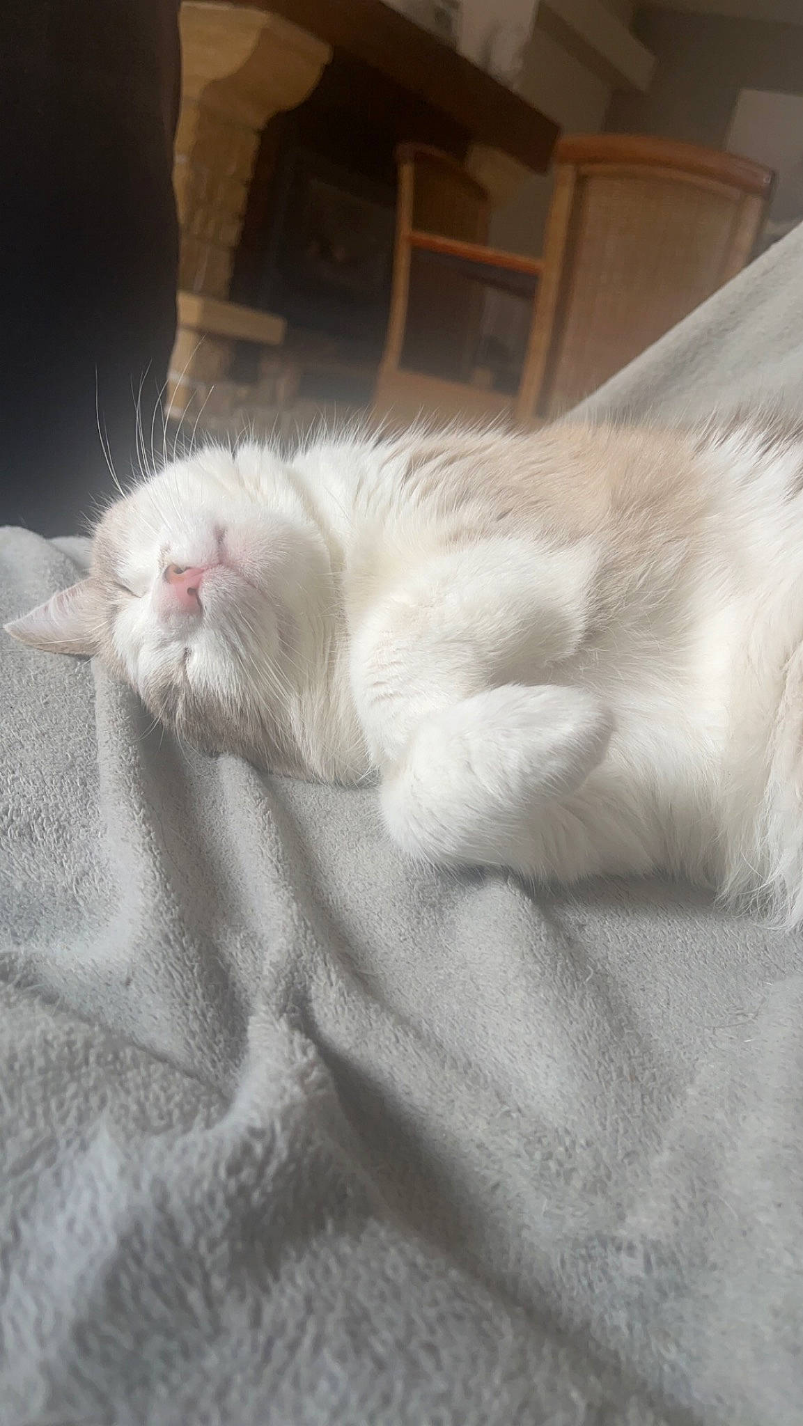 Câline participe au concours pour gagner de l'argent avec cette photo : bed, bedding, carnivore, cat, claw, cloud, comfort, domestic_short_haired_cat, fawn, felidae, fur, grey, linens, nap, paw, sleep, small_to_medium_sized_cats, snout, tail, whiskers