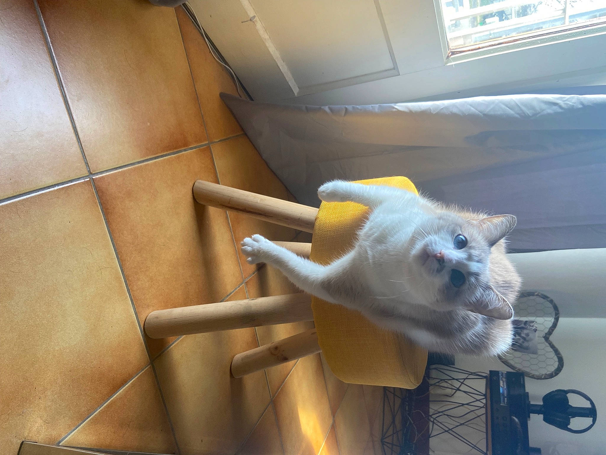 Câline a rejoint le concours — aidez-le/la à gagner de superbes lots ! art, carnivore, cat, ceiling, chair, fawn, felidae, flooring, fur, gas, machine, room, small_to_medium_sized_cats, snout, stuffed_toy, tail, whiskers, window, window_blind, wood