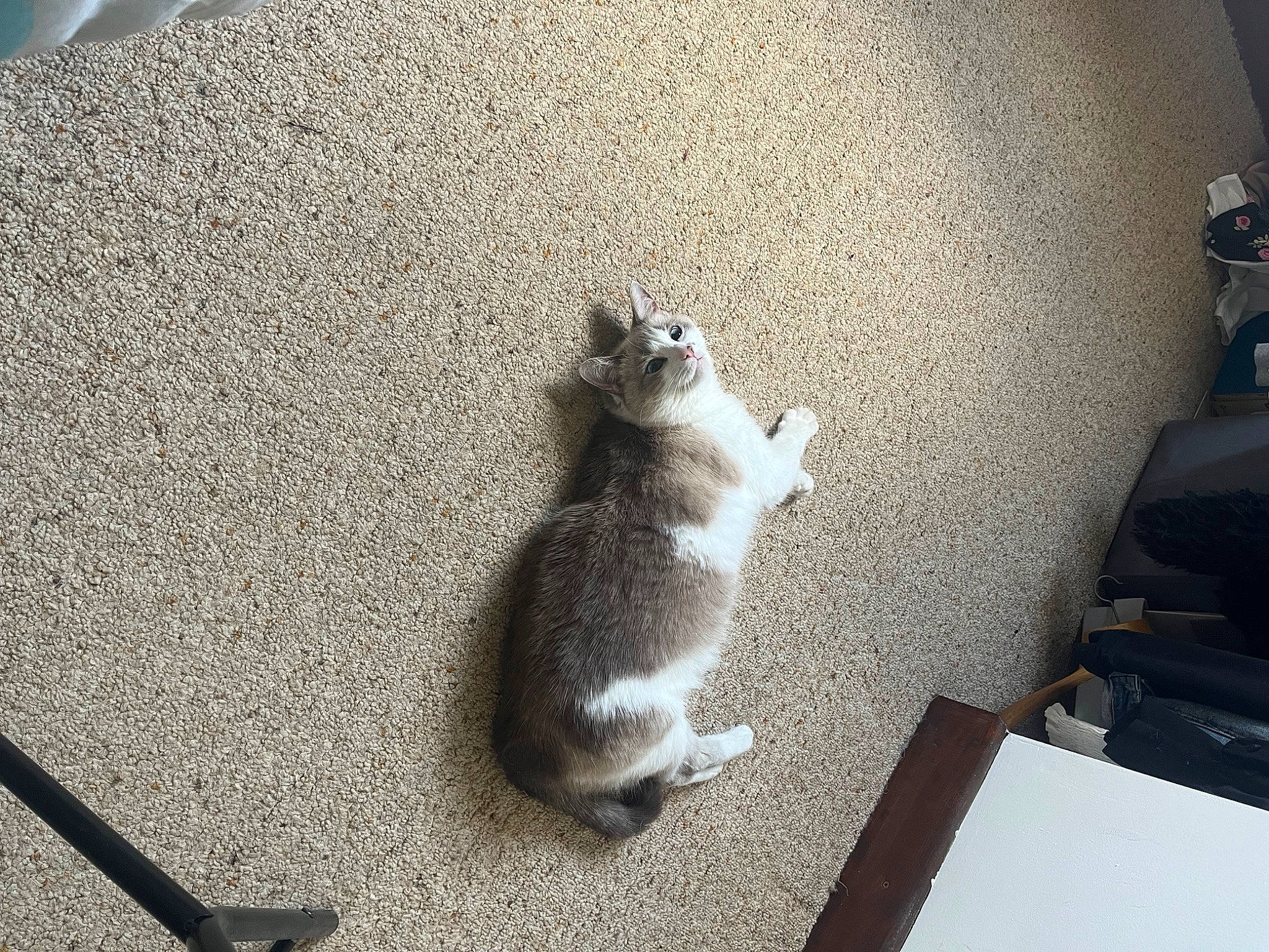 Câline a rejoint le concours — aidez-le/la à gagner de superbes lots ! asphalt, carnivore, cat, comfort, domestic_short_haired_cat, fawn, felidae, floor, flooring, fur, grey, mammal, paw, road_surface, small_to_medium_sized_cats, snout, tail, whiskers, window, wood