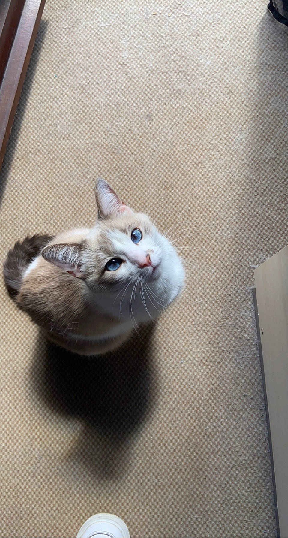 Câline a rejoint le concours — aidez-le/la à gagner de superbes lots ! carnivore, cat, domestic_short_haired_cat, ear, eye, fawn, felidae, flooring, fur, grey, head, paw, small_to_medium_sized_cats, snout, tail, whiskers, window, wood