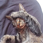 Tigrou a rejoint le concours — aidez-le/la à gagner de superbes lots ! cat, tabby, sleeping, paw, fur, whiskers, closeup, pet, animal, relaxed, cute, napping, domestic_cat, face_covering, soft, cozy, resting, indoor, feline, adorable