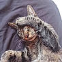 cat, tabby, sleeping, paw, fur, whiskers, closeup, pet, animal, relaxed, cute, napping, domestic_cat, face_covering, soft, cozy, resting, indoor, feline, adorable