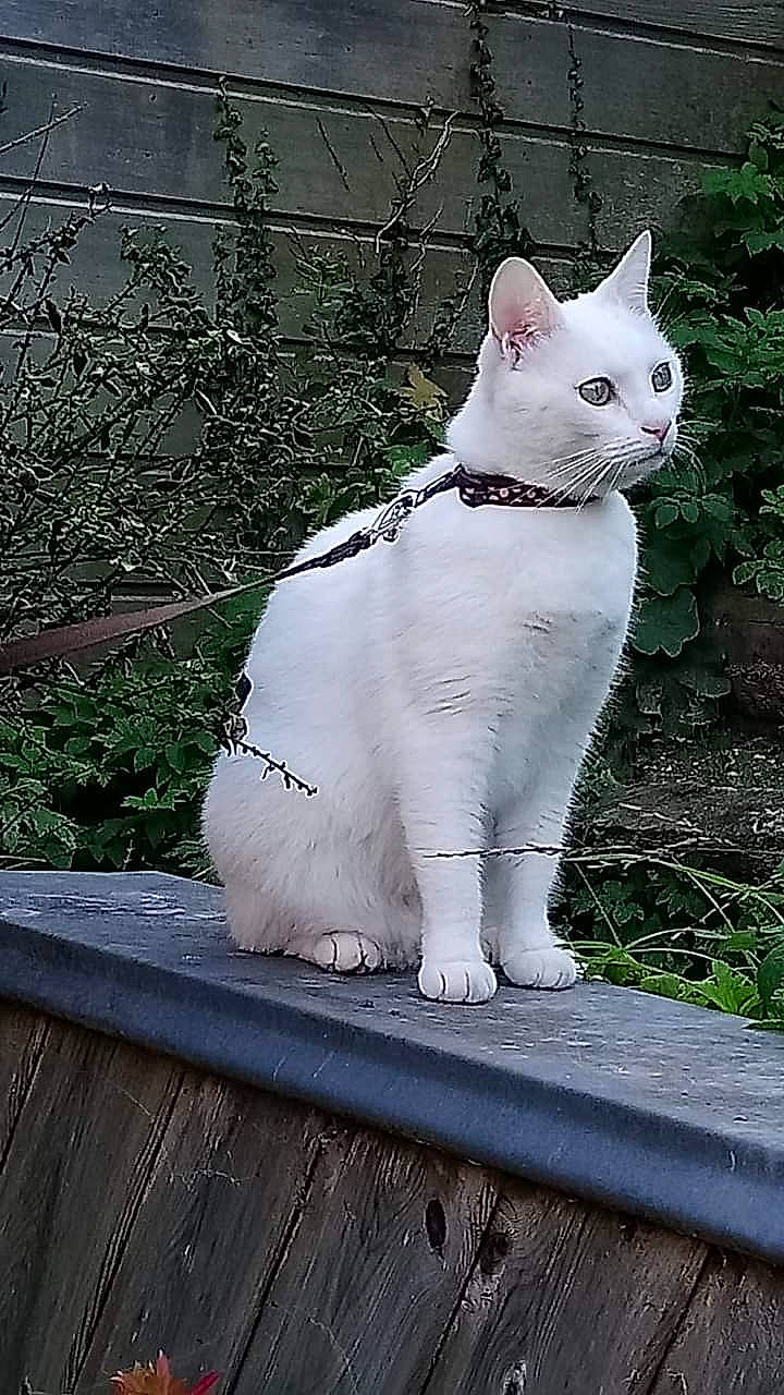 Myla participe au concours pour gagner de l'argent avec cette photo : aegean_cat, american_wirehair, asian, carnivore, cat, domestic_short_haired_cat, fawn, felidae, fur, khao_manee, plant, polydactyl_cat, small_to_medium_sized_cats, snout, tail, turkish_angora, turkish_van, whiskers