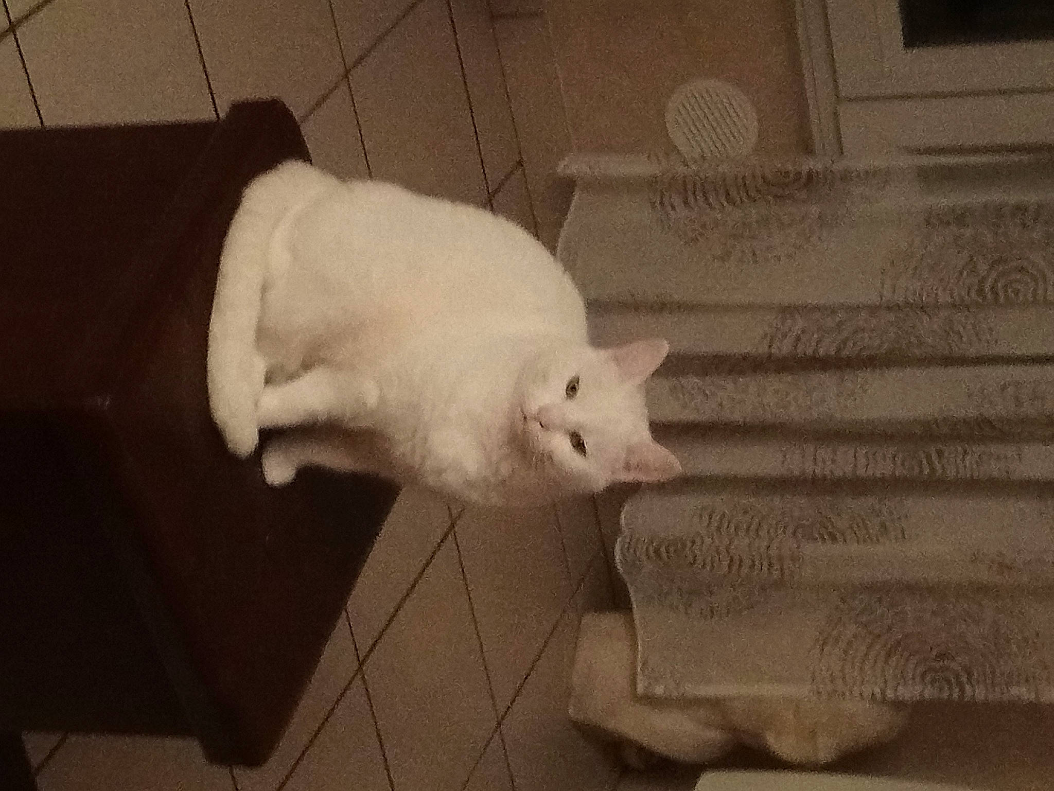 Myla a rejoint le concours — aidez-le/la à gagner de superbes lots ! carnivore, cat, comfort, domestic_short_haired_cat, eye, felidae, flooring, fur, gesture, human_leg, linens, mammal, monochrome, monochrome_photography, paw, room, small_to_medium_sized_cats, tail, whiskers, wood