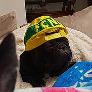 Mushu participe au concours pour gagner de l'argent avec cette photo : bulldog, canidae, carnivore, companion_dog, dog, dog_breed, french_bulldog, furniture, linens, non_sporting_group, pug, puppy, snout, sporting_group, wrinkle