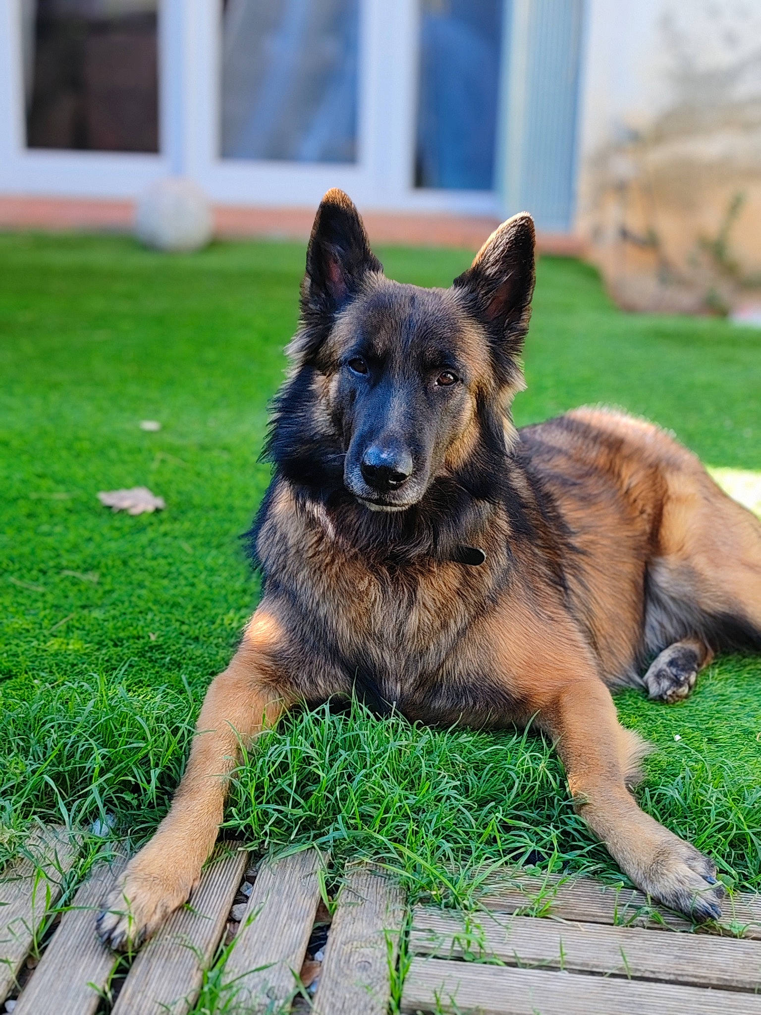 Odin participe au concours pour gagner de l'argent avec cette photo : canidae, canis, carnivore, companion_dog, dog, dog_breed, east_european_shepherd, fawn, german_shepherd_dog, grass, herding_dog, king_shepherd, old_german_shepherd_dog, plant, snout, sporting_group, terrestrial_animal, window, working_animal, working_dog