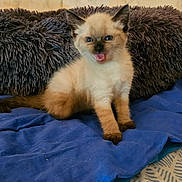 Joy participe au concours pour gagner de l'argent avec cette photo : kitten, cat, siamese, blue_eyes, fur, pet, animal, indoor, blanket, pillow, cozy, cute, young, sitting, mouth_open, fur_pattern, resting, domestic_cat, feline, home