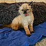 kitten, cat, siamese, blue_eyes, fur, pet, animal, indoor, blanket, pillow, cozy, cute, young, sitting, mouth_open, fur_pattern, resting, domestic_cat, feline, home