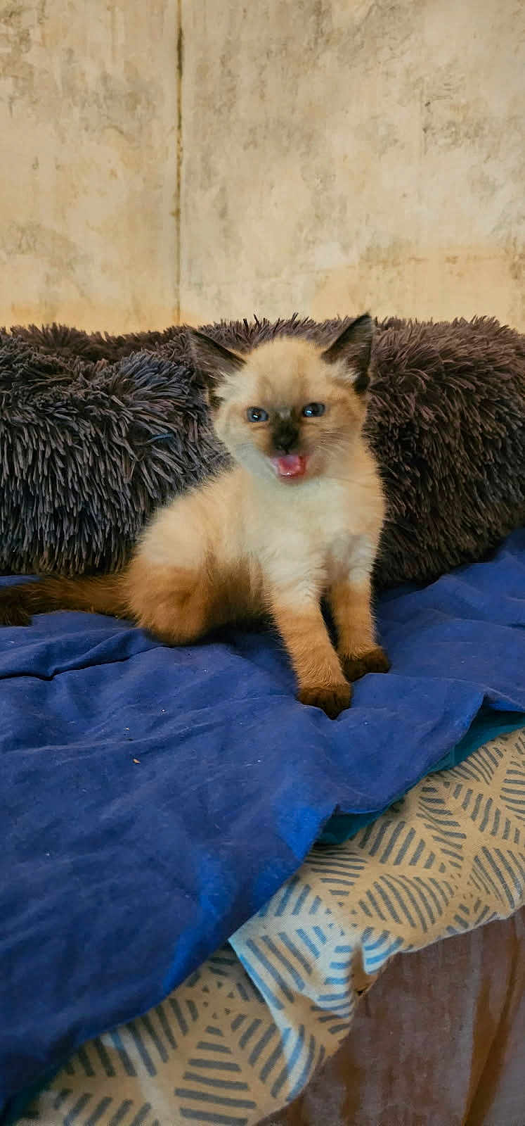 Joy participe au concours pour gagner de l'argent avec cette photo : kitten, cat, siamese, blue_eyes, fur, pet, animal, indoor, blanket, pillow, cozy, cute, young, sitting, mouth_open, fur_pattern, resting, domestic_cat, feline, home