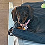 animal, black_and_brown, canine, chair, closeup, collar, cushion, cute, dachshund, daylight, dog, domestic_animal, furniture, looking_at_camera, outdoor, paw, pet, relaxed, resting, tennis_ball