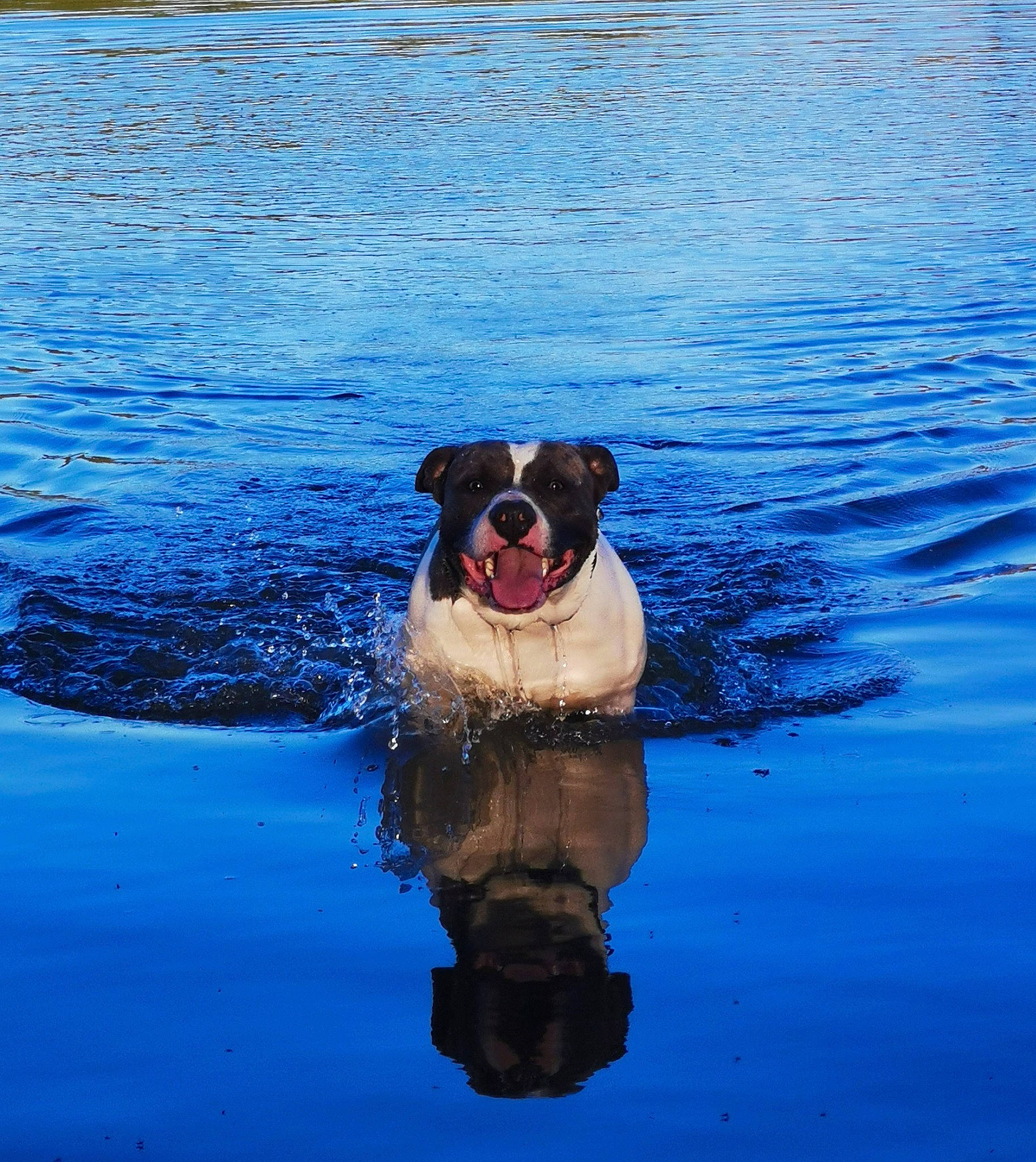 Pasha participe au concours pour gagner de l'argent avec cette photo : blue, body_of_water, canidae, carnivore, companion_dog, dog, dog_breed, electric_blue, fawn, fluid, happy, lake, liquid, palm_tree, reflection, snout, sporting_group, tail, water, working_animal
