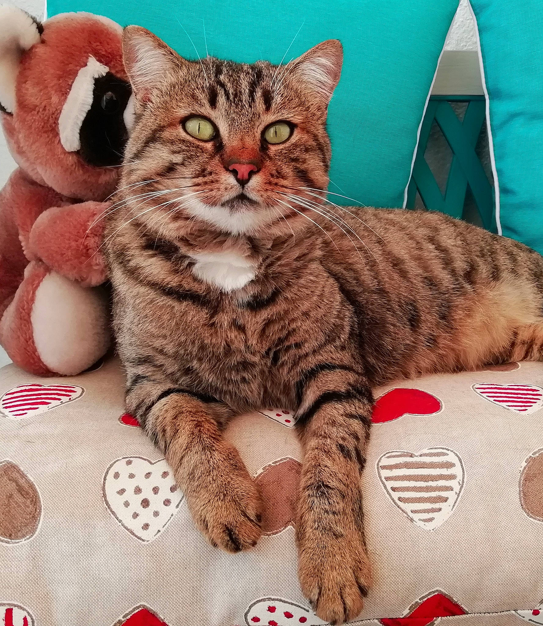 Pythagore participe au concours pour gagner de l'argent avec cette photo : carnivore, cat, cat_supply, claw, comfort, domestic_short_haired_cat, felidae, fur, pattern, paw, photo_caption, sitting, small_to_medium_sized_cats, snout, tail, tent, terrestrial_animal, whiskers