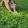 Steve joined the competition — help win amazing prizes! dog, boxer, grass, toy, outdoor, pet, animal, chewed_toy, brown_fur, white_chest, ears, snout, paws, sunlight, nature, playful, relaxed, canine, muzzle, portrait
