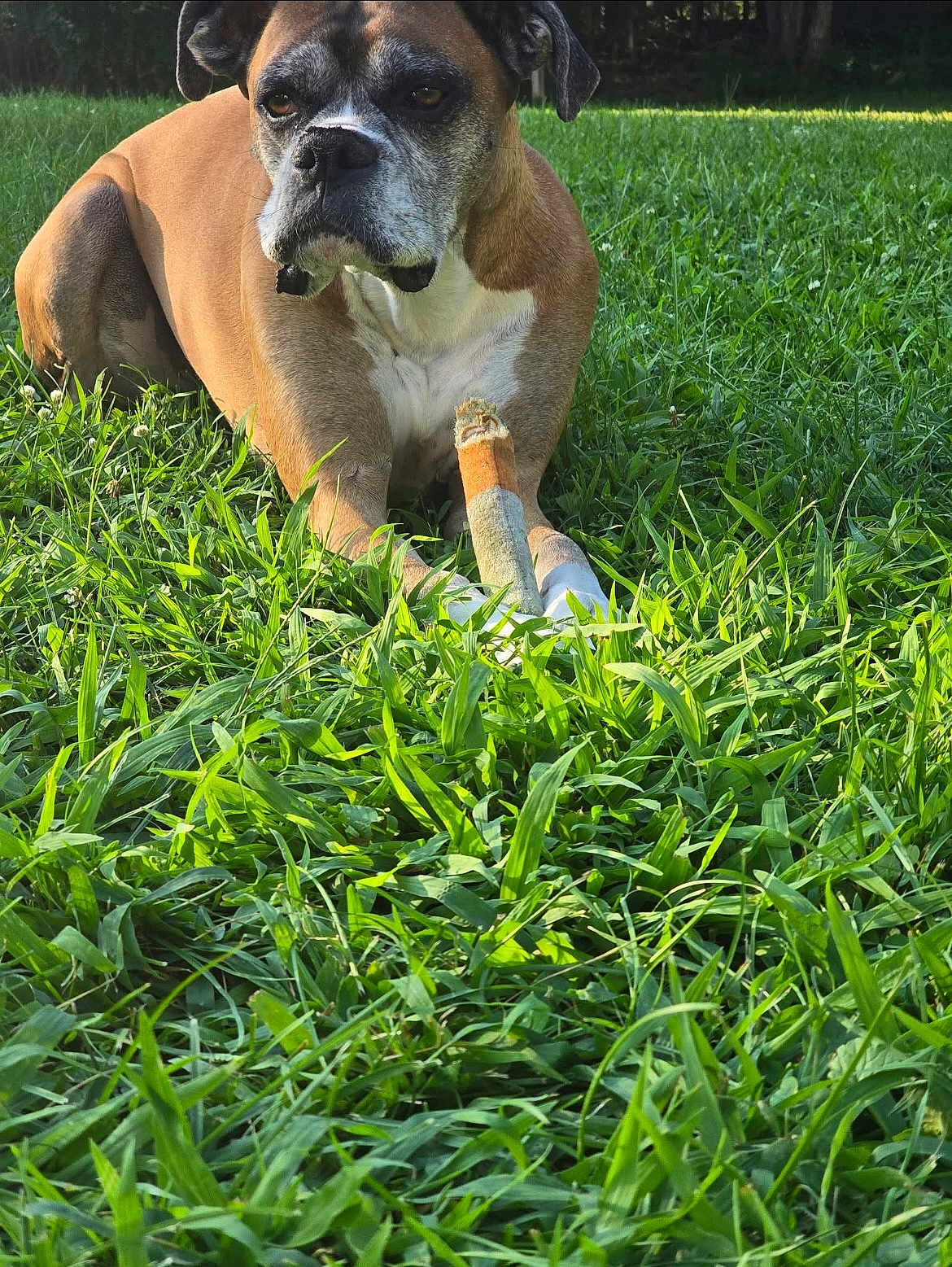 Steve joined the competition — help win amazing prizes! dog, boxer, grass, toy, outdoor, pet, animal, chewed_toy, brown_fur, white_chest, ears, snout, paws, sunlight, nature, playful, relaxed, canine, muzzle, portrait