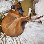 Steve joined the competition — help win amazing prizes! dog, brown_dog, bed, blanket, pillow, resting, indoor, pet, canine, sleeping, fur, comfort, relaxed, domestic_animal, cozy, cushion, animal, mammal, snuggle, paw