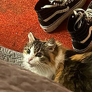 Cruella joined the competition — help win amazing prizes! cat, indoor, carpet, sneakers, footwear, fur, pet, curious, wide_eyes, orange, black, white, texture, soft, domestic_animal, resting, close_up, floor, background, cozy