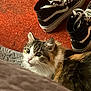 cat, indoor, carpet, sneakers, footwear, fur, pet, curious, wide_eyes, orange, black, white, texture, soft, domestic_animal, resting, close_up, floor, background, cozy