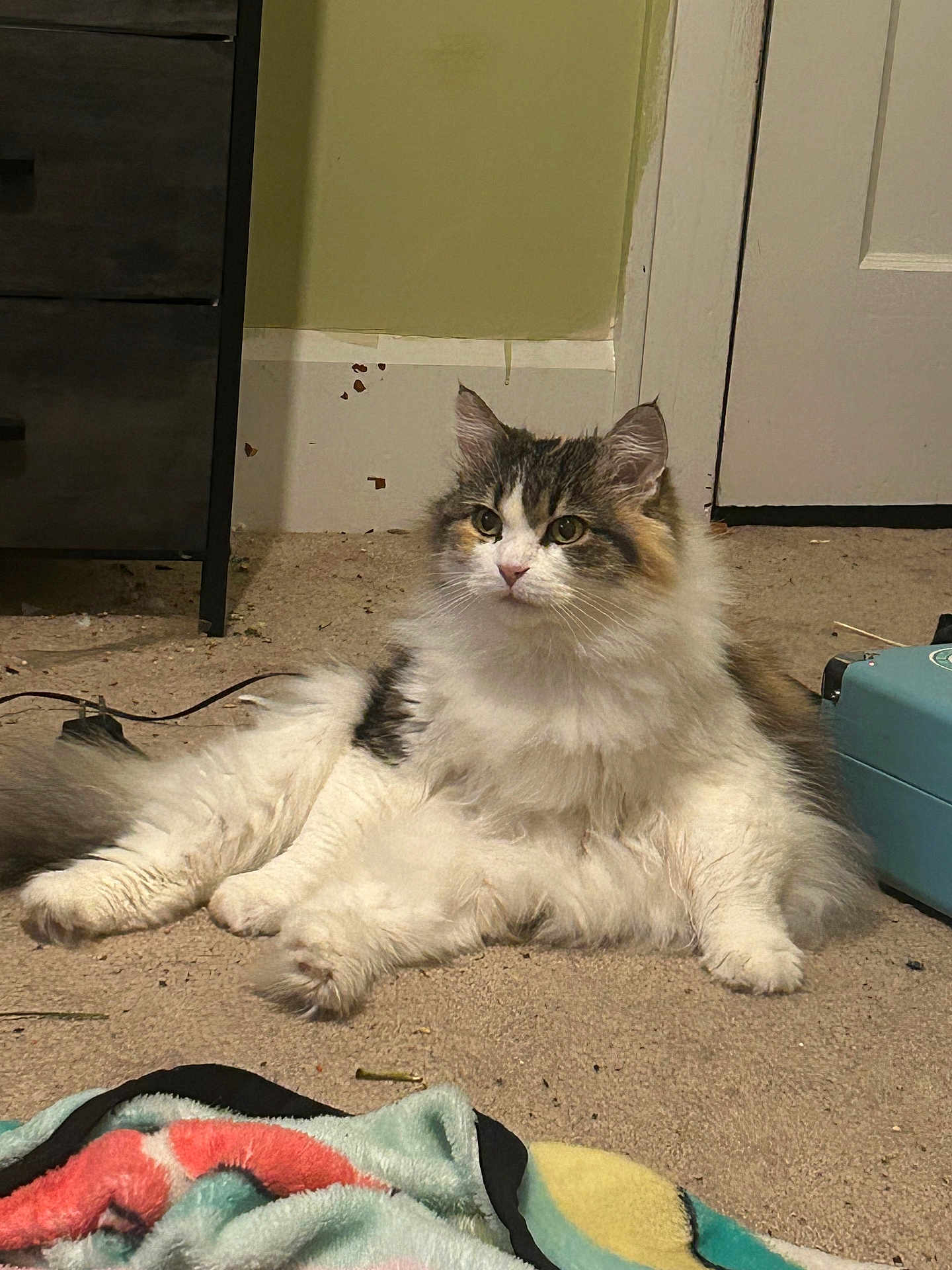 Cruella is registered to the contest to win money with this photo: cat, fluffy, carpet, indoor, relaxed, household, furniture, blanket, door, curious, pet, animal, fur, whiskers, ears, floor, domestic, resting, side_view, calm