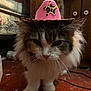 Cruella is registered to the contest to win money with this photo: cat, fluffy, cowboy_hat, pink, indoor, carpet, furniture, wooden_cabinet, bed, floral, pet, animal, whiskers, fur, ears, tail, household, domestic, cute, expression