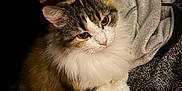 Cruella joined the competition — help win amazing prizes! cat, fluffy_cat, multicolored, white_chest, pet, animal, indoor, cozy, blanket, plush_toy, soft_texture, feline, resting, cute, domestic_animal, fur, closeup, portrait, curious, relaxed