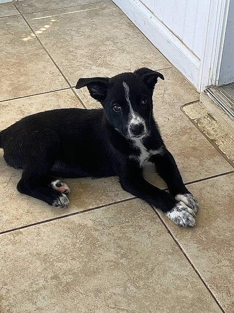 Stacy joined the competition — help win amazing prizes! borador, canidae, carnivore, collar, companion_dog, dog, dog_breed, dog_collar, door, flooring, non_sporting_group, paw, road_surface, shadow, snout, sporting_group, tail, wood, working_animal, working_dog