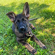 Cinder joined the competition — help win amazing prizes! animal, canine, collar, cute, dog, ears, eyes, fur, german_shepherd, grass, greenery, leash, lying_down, nature, outdoor, pet, playful, puppy, sunlight, young