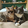 cat, feline, tabby_cat, gray_cat, pets, animal, bed, indoor, cozy, fur, whiskers, relaxing, portrait, green_eyes, companions, resting, cute, domestic_animal, two_animals, closeup