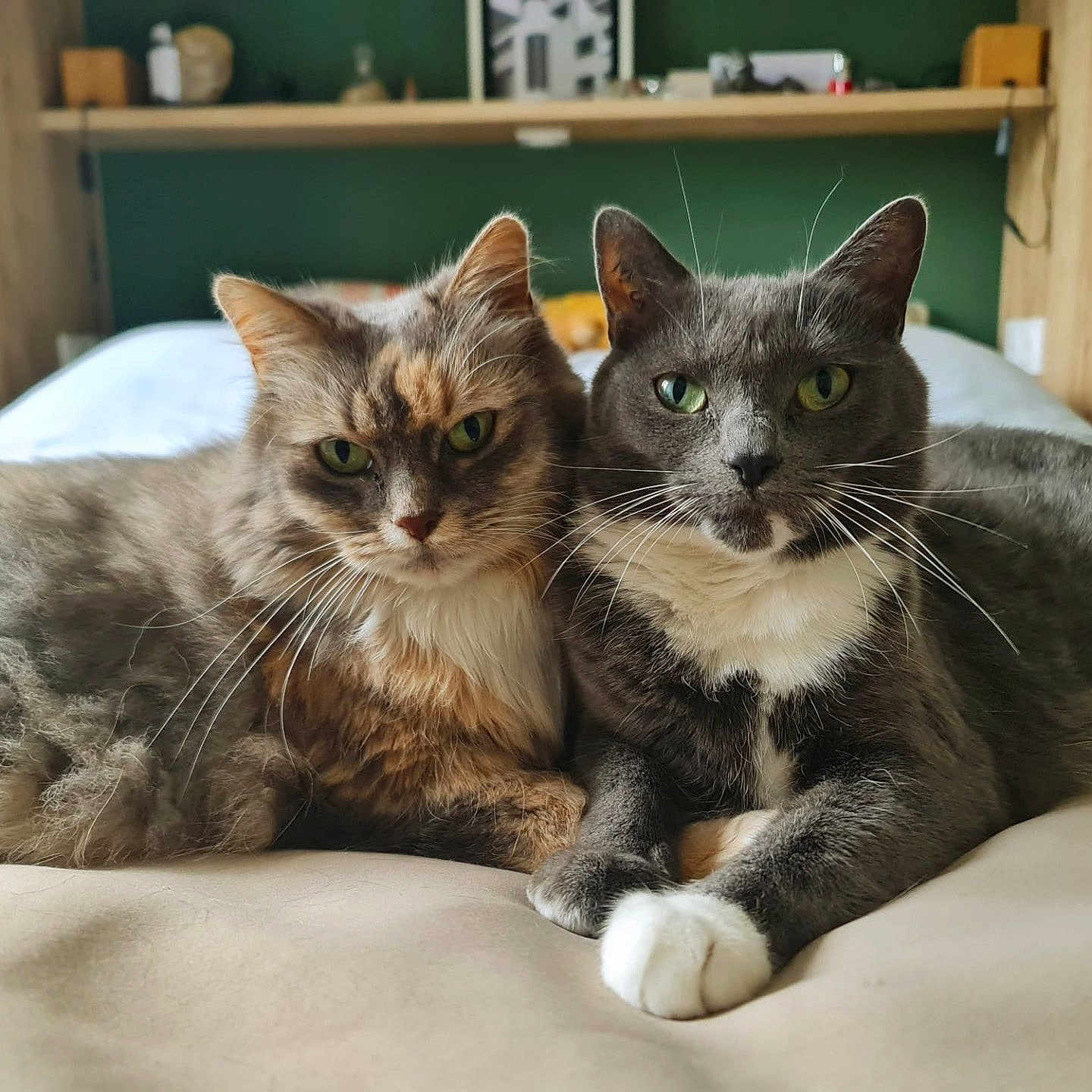 Touffe Touffe Et Oj a rejoint le concours — aidez-le/la à gagner de superbes lots ! animal, bed, cat, closeup, companions, cozy, cute, domestic_animal, feline, fur, gray_cat, green_eyes, indoor, pets, portrait, relaxing, resting, tabby_cat, two_animals, whiskers