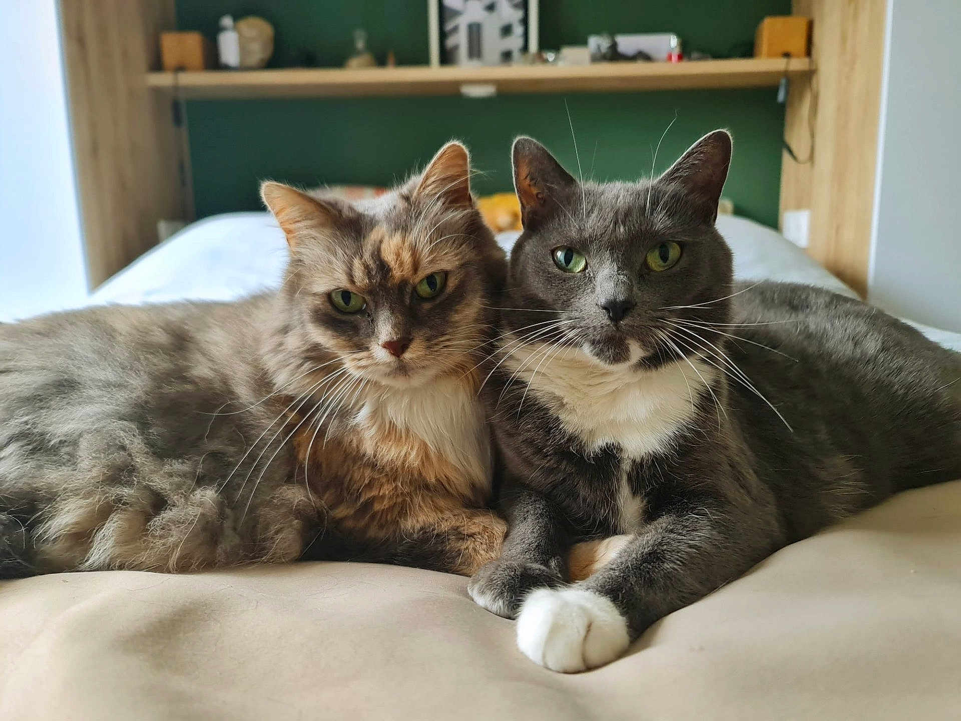 Touffe Touffe Et Oj a rejoint le concours — aidez-le/la à gagner de superbes lots ! cat, feline, tabby_cat, gray_cat, pets, animal, bed, indoor, cozy, fur, whiskers, relaxing, portrait, green_eyes, companions, resting, cute, domestic_animal, two_animals, closeup