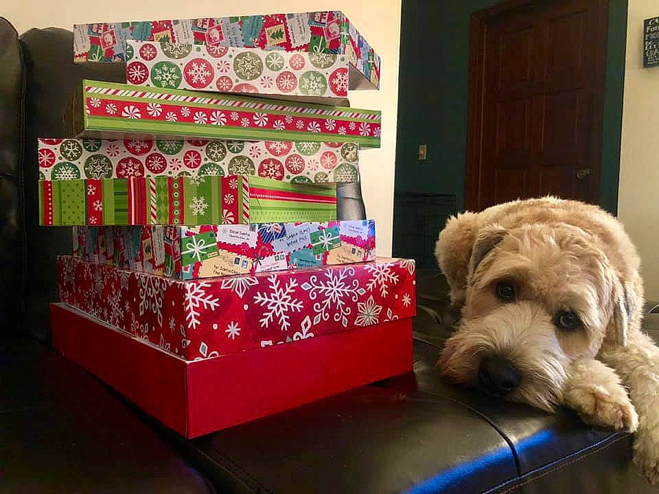 Ollie is registered to the contest to win money with this photo: canidae, carnivore, cockapoo, companion_dog, dog, dog_bed, dog_breed, furniture, goldendoodle, irish_soft_coated_wheaten_terrier, morkie, pink, poodle, puppy, schnoodle, sporting_group, terrier, toy, toy_dog, toy_poodle