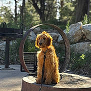 Squatch is registered to the contest to win money with this photo: dog, outdoor, sunlight, metal_ring, stone_platform, leash, nature, trees, rocks, pet, canine, fur, sitting, calm, daylight, collar, background, park, animal, quiet