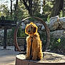 dog, outdoor, sunlight, metal_ring, stone_platform, leash, nature, trees, rocks, pet, canine, fur, sitting, calm, daylight, collar, background, park, animal, quiet