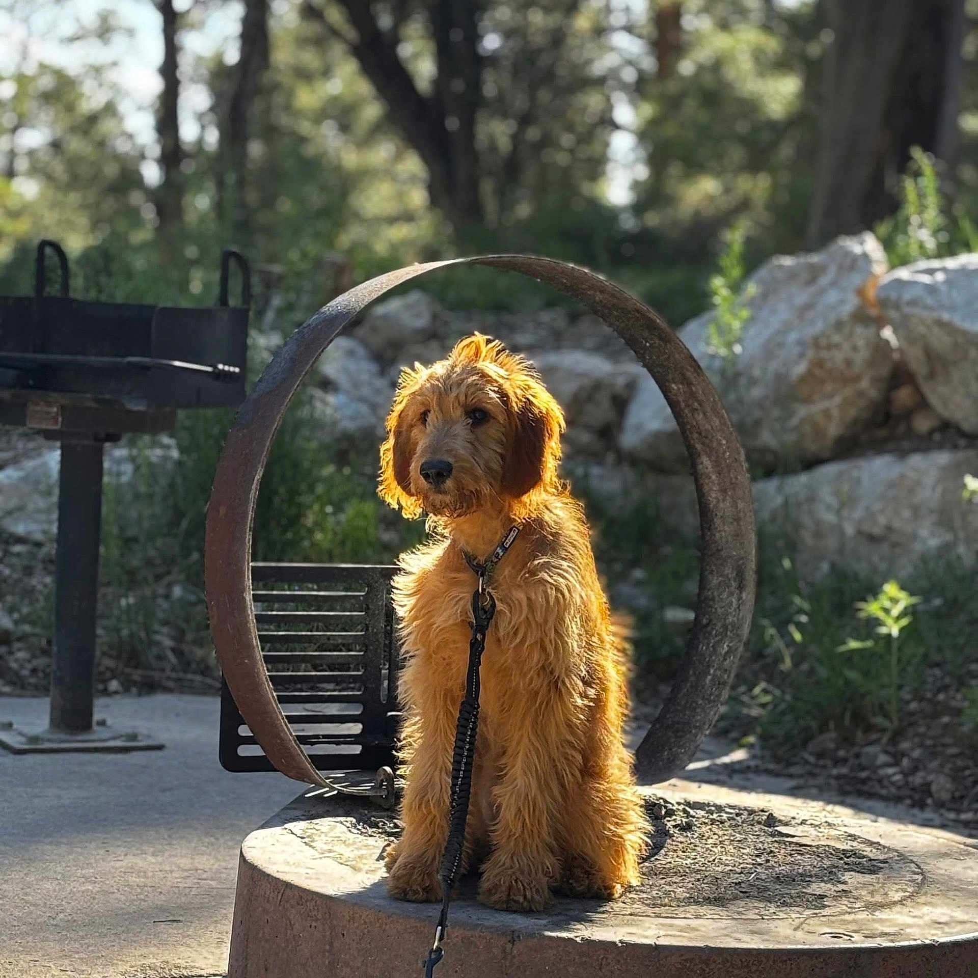 Squatch is registered to the contest to win money with this photo: dog, outdoor, sunlight, metal_ring, stone_platform, leash, nature, trees, rocks, pet, canine, fur, sitting, calm, daylight, collar, background, park, animal, quiet