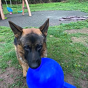 Jango joined the competition — help win amazing prizes! active, animal, backyard, blue_ball, canine, daytime, dog, fun, german_shepherd, grass, grass_field, greenery, motion_blur, nature, outdoor, pet, play, playground, swing_set, toy