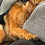 animal, black, brown, canine, closeup, comfort, couch, cozy, dog, fur, furry, gray, home, indoor, paw, pet, relaxing, resting, sleeping, texture