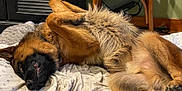 Jango joined the competition — help win amazing prizes! animal, bed, blanket, canine, chair, cozy, dog, domestic, face, fur, fur_texture, german_shepherd, home, indoor, lying_down, paw, pet, relaxed, resting, sleepy