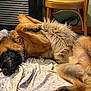 animal, bed, blanket, canine, chair, cozy, dog, domestic, face, fur, fur_texture, german_shepherd, home, indoor, lying_down, paw, pet, relaxed, resting, sleepy