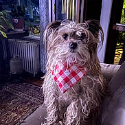 Barnie joined the competition — help win amazing prizes! animal, bandana, carpet, couch, cozy, curtain, decor, dog, fur, furniture, home, indoor, pet, plant, portrait, radiator, seated, small_dog, vintage, window
