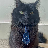 Lord Lunacles is registered to the contest to win money with this photo: accessories, animal, blackcat, bowtie, cat, collar, couch, formalwear, furniture, kitten, manx, necktie, pet, strap, tie