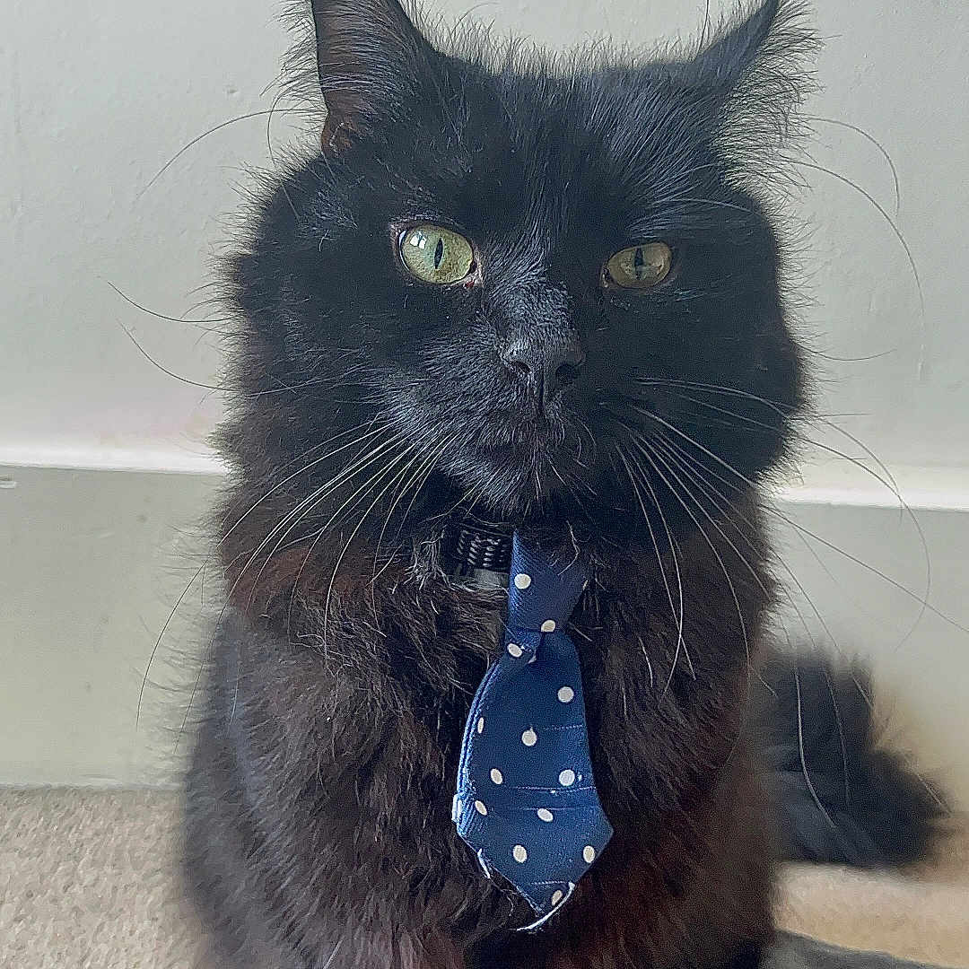 Lord Lunacles is registered to the contest to win money with this photo: accessories, animal, blackcat, bowtie, cat, collar, couch, formalwear, furniture, kitten, manx, necktie, pet, strap, tie