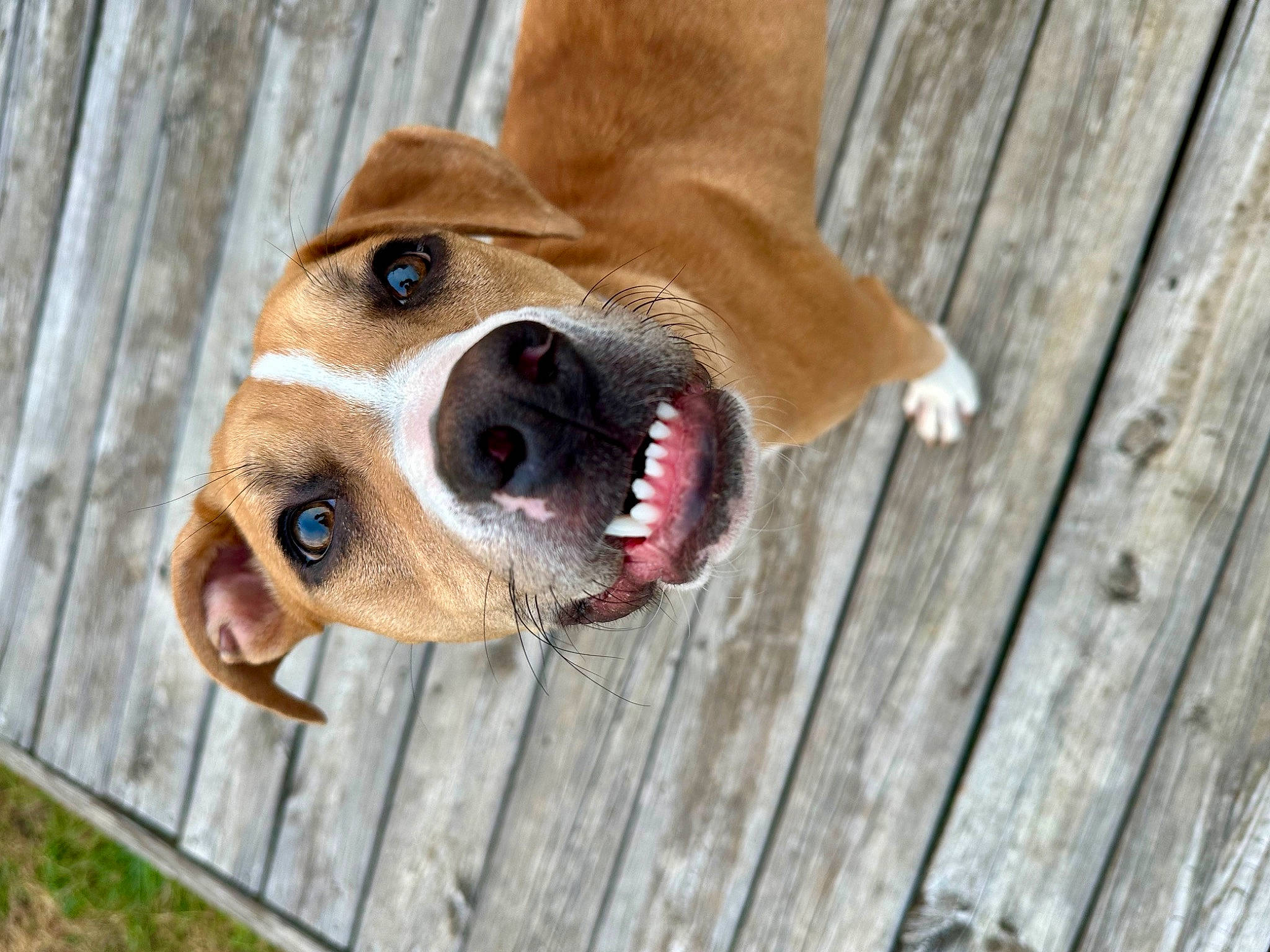 Bug is registered to the contest to win money with this photo: animal_shelter, canidae, carnivore, collar, companion_dog, dog, dog_breed, dog_collar, dog_supply, fawn, fur, hardwood, hound, leash, pet_supply, snout, sporting_group, whiskers, wood, working_animal