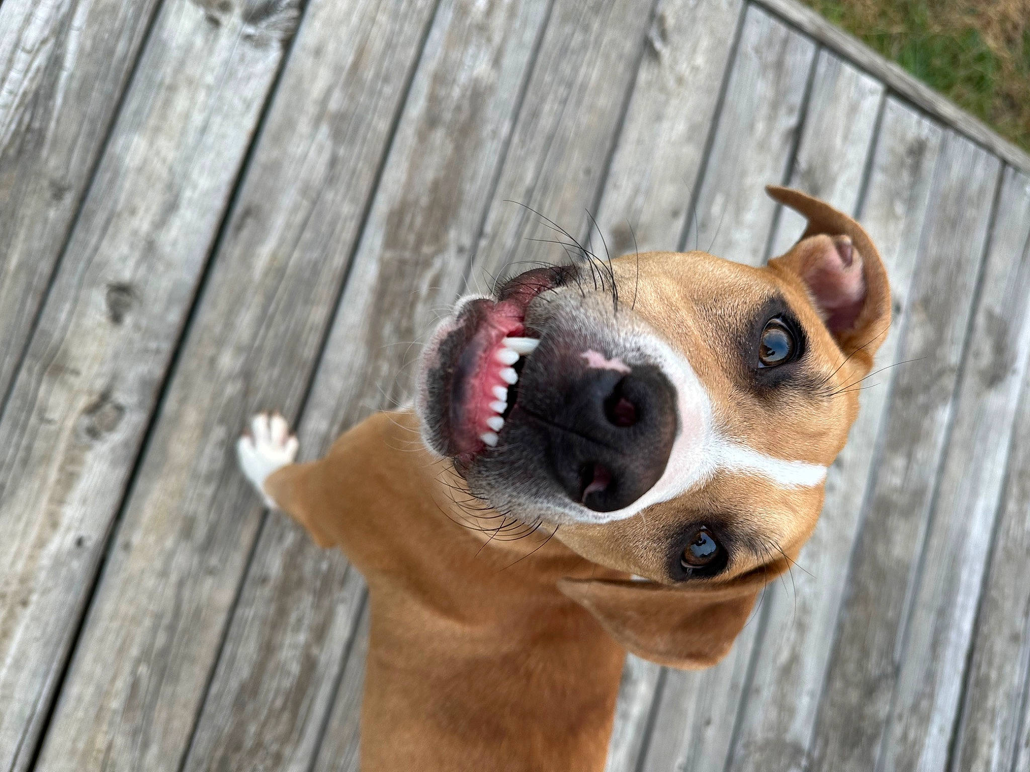 Bug is registered to the contest to win money with this photo: australian_cattle_dog, carnivore, collar, companion_dog, dog, dog_breed, dog_collar, dog_supply, eyewear, fawn, fence, goggles, leash, pet_supply, plank, snout, sunglasses, whiskers, wood, working_animal