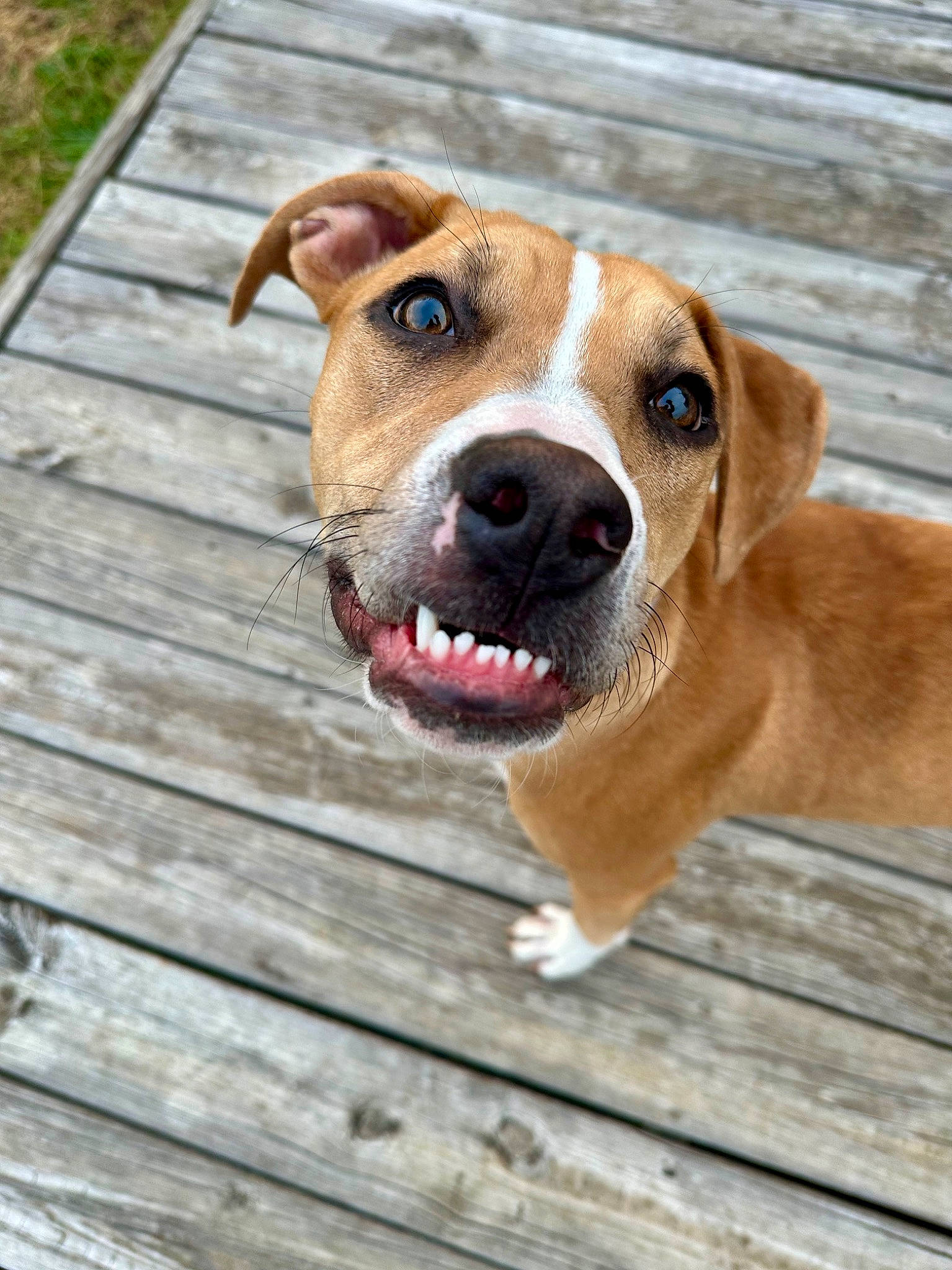 Bug joined the competition — help win amazing prizes! canidae, carnivore, collar, companion_dog, dog, dog_breed, fawn, hardwood, hunting_dog, liver, plank, plant, snout, sporting_group, whiskers, wood, working_animal, working_dog