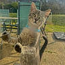blue_collar, blurred_background, cat, closeup, curious, domestic_cat, feline, garden, glass_window, green_eyes, outdoor, patio, paw, pet, portrait, reflection, standing, sunlight, tabby_cat, whiskers